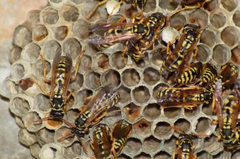 Wasp nest with wasps sitting on it. Wasps polist. The nest of a family of wasps which is taken a close-up.