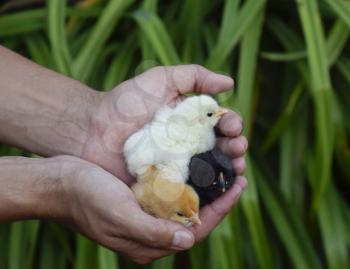 Chicken in hand. The small newborn chicks in the hands of man.