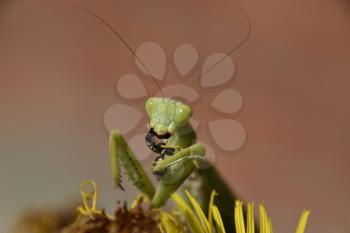 The female praying mantis devouring wasp. The female mantis religios. Predatory insects. Huge green female mantis.