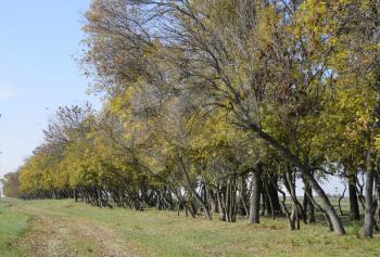 The Forest along the road in the fall. Yellowing leaves on the branches.