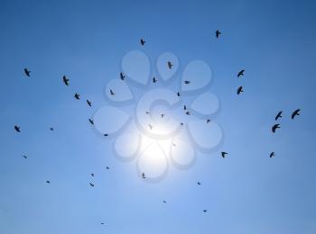 Silhouette of a flock of blackbird flying through a surreal evening sky with a fiery sun.