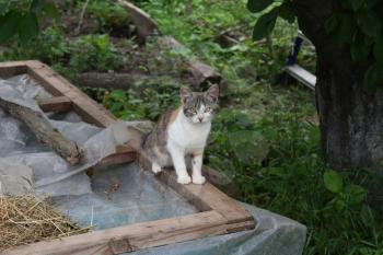 Cat in the garden on the box. Pets in the garden.