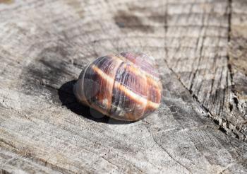Large snail shell. Snail on the stump.