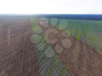 Top view of the tractor that plows the field. disking the soil. Soil cultivation after harvest. Seagulls flying over the tractor in search of worms.