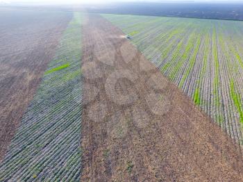 Top view of the tractor that plows the field. disking the soil. Soil cultivation after harvest. Seagulls flying over the tractor in search of worms.