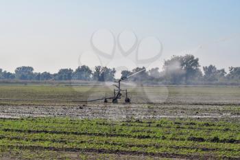 Irrigation system in the field of melons. Watering the fields. Sprinkler.