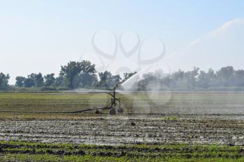 Irrigation system in the field of melons. Watering the fields. Sprinkler.