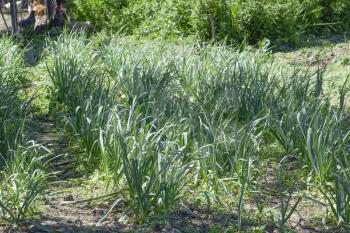 The cultivation of garlic in the garden. The bed of garlic. Stems and leaves are spicy garlic plant culture.