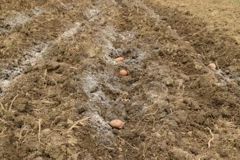 Planting potatoes in the garden. Potatoes in the furrow.