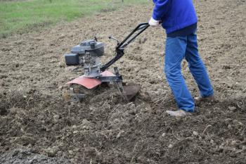 Planting potatoes under the walk-behind tractor. Man with motor-block in the garden.