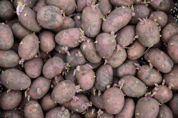 Germinated seed potatoes. Background of potatoes for planting in the garden.