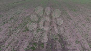 Top view of a field of sunflower seedlings. The cultivation of oilseed crops in agriculture.