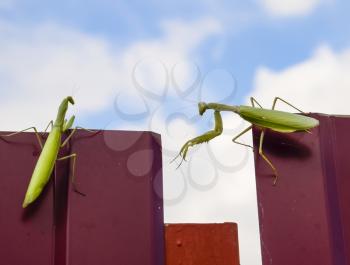 The female and the male praying mantis on a metal fence profile