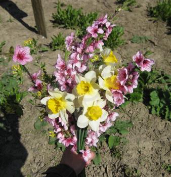 Bouquet of flowers peach, golden currant, and daffodils. Spring bouquet of flowers.