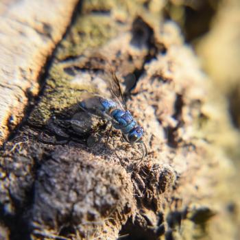 the Ruby - tailed the wasp Chrysis ignita