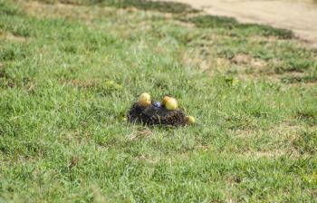 Hedgehog on a green grass. Hedgehog needles pinned on apples, peaches and plums. Hedgehog curled up into a ball.