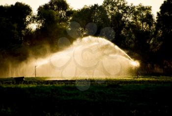 Irrigation system in field of melons. Watering the fields. Sprinkler.