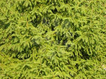 The Fir tree branch background close up