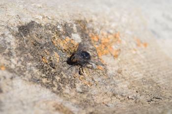 The big black fly sitting on old slate.