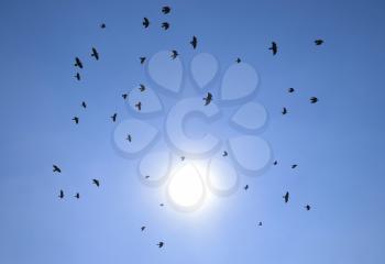 Silhouette of a flock of blackbird flying through a surreal evening sky with a fiery sun.