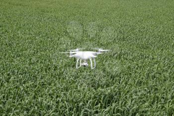 Flying white quadrocopters over a field of wheat. Flying gadget for video.