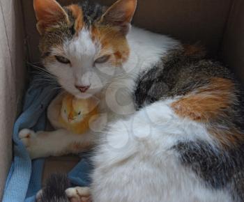 Cat warms chicken. Cat takes a chicken for her cub.