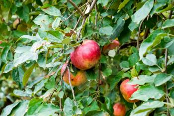 Apple orchard. Rows of trees and the fruit of the ground under the trees.