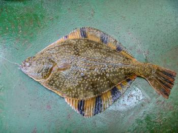 Flounder on the deck. Fishing on the boat. Bottom fish.