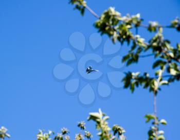 The fighter in the blue sky. Flying an airplane.