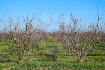 Young plum, cherry plum orchard. Growing and Caring for orchard of plum, cherry trees.