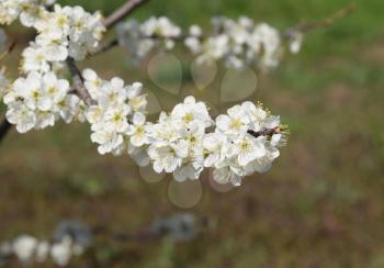 Flowering plum garden. Farm garden in spring.