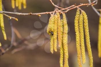 Pollination by bees earrings hazelnut. Flowering hazel hazelnut. Hazel catkins on branches