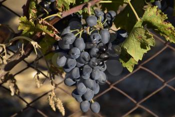 The grape gardens. Cultivation of wine grapes at the Sea of Azov.