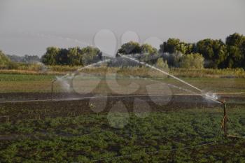 Irrigation system in field of melons. Watering the fields. Sprinkler.