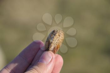 Pile of mantis in the human hand. Inspection ootheca. The eggs of the insect laid in the cocoon for the winter are laid.