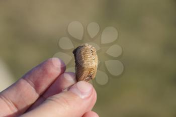 Pile of mantis in the human hand. Inspection ootheca. The eggs of the insect laid in the cocoon for the winter are laid.