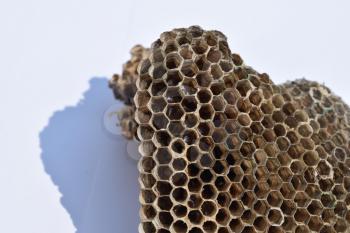 Wasps polist. The nest of a family of wasps which is taken a close-up.