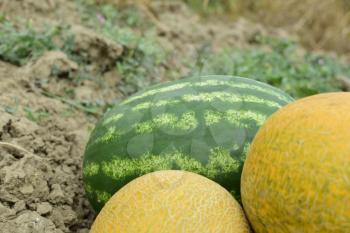 Melon and watermelon, plucked from the garden, lay together on the ground. Ripe melon and watermelon the new harvest.