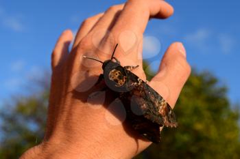 Dead head. The large massive butterfly belonging to family of brazhnik. Night insect.