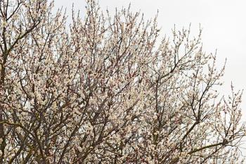 Blooming wild apricot in the garden. Spring flowering trees. Pollination of flowers of apricot.