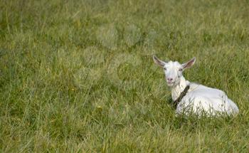 Goats grazing in the meadow. White goat dairy cattle eating grass in a pasture.