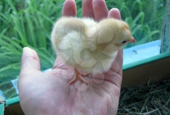 Chicken in a palm. Cultivation of domestic hens.