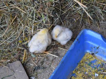 Little chickens. Poultry in individual hen house.