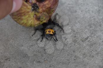 Megascolia maculata. The mammoth wasp. Wasp Scola giant apple pressed down.