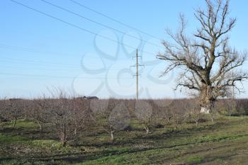 Winter young orchard. A garden from plum after a leaf fall in snowless winter.