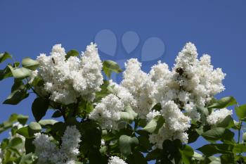 White Lilac. Beautiful purple lilac flowers outdoors. Lilac flowers on the branches