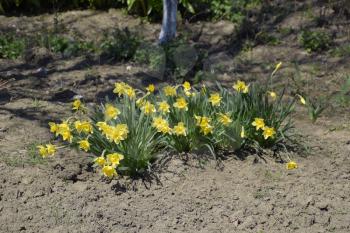 Flowers daffodil yellow. Spring flowering bulb plants in the flowerbed.