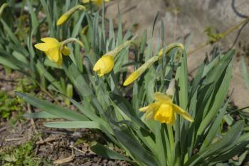 Flowers daffodil yellow. Spring flowering bulb plants in the flowerbed.