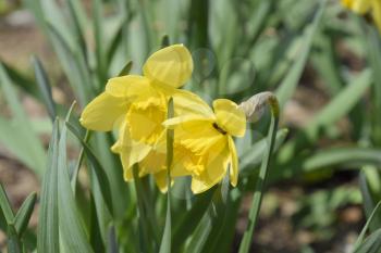 Flowers daffodil yellow. Spring flowering bulb plants in the flowerbed.