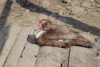 The musky duck. The maintenance of musky ducks in a household.